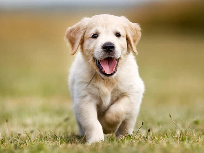 Yeni yuvasına kavuşan mutlu bir köpek